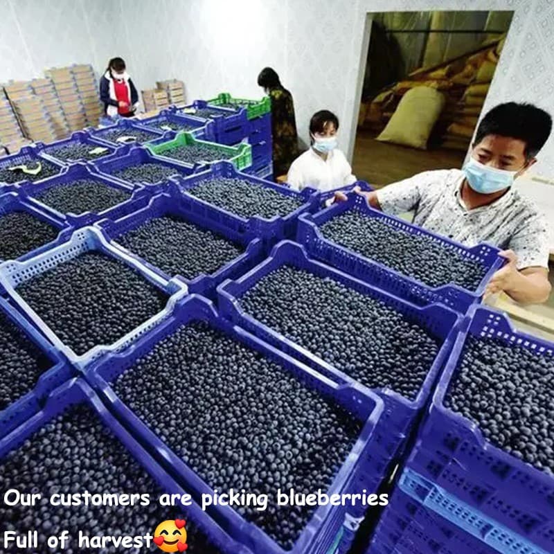 images/16663405002944blueberry gradingequipment.jpg